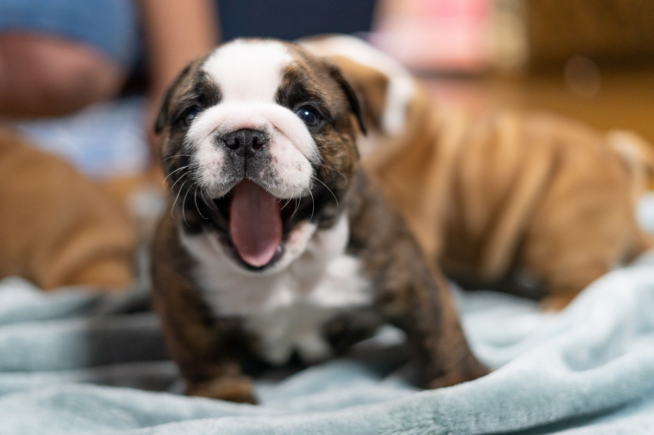 子犬たち