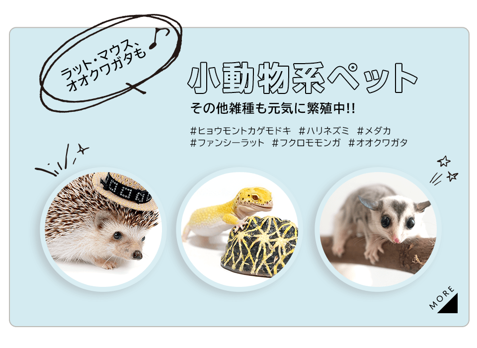 小動物系ペット その他雑種も元気に繁殖中！！ ヒョウモントカゲモドキ ハリネズミ メダカ ファンシーラット フクロモモンガ オオクワガタ ラット・マウス、オオクワガタも♪